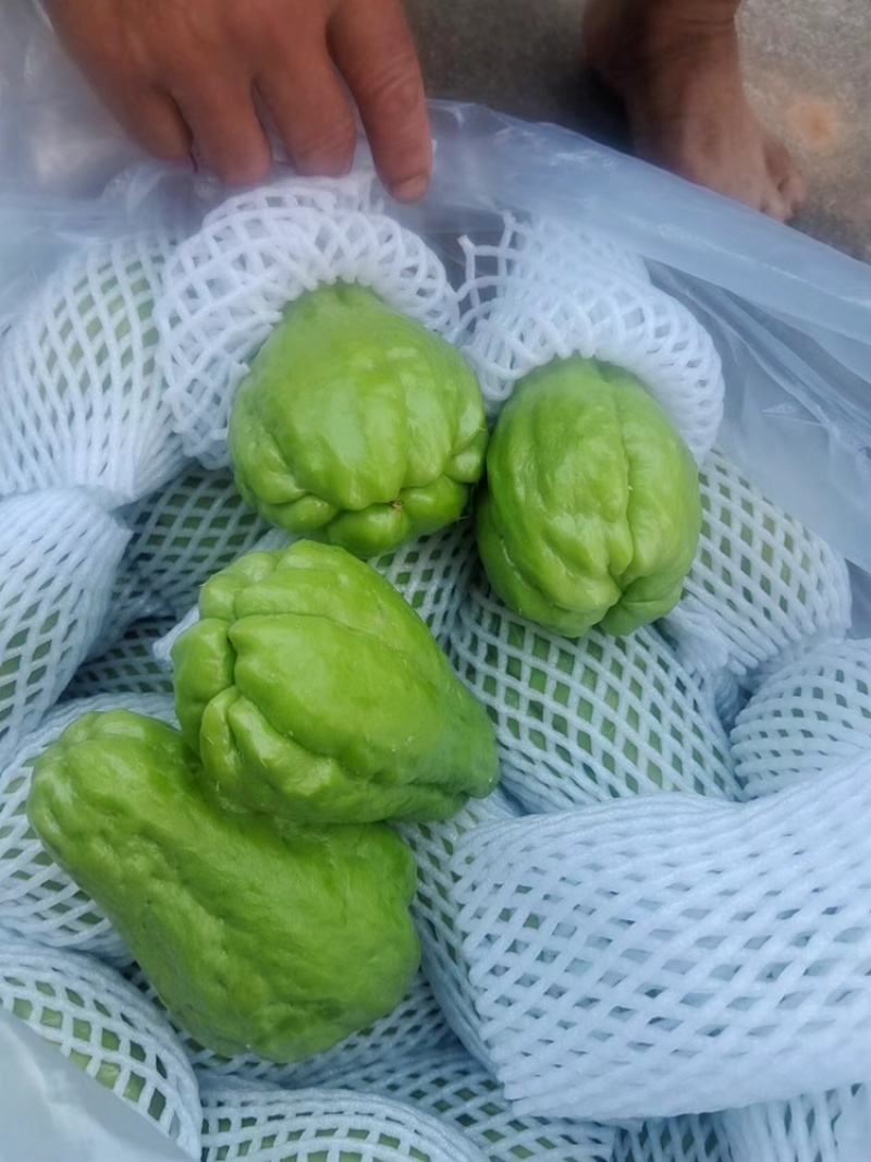 佛手瓜，长期有货，可以代销，代购