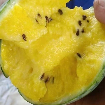 热卖中特小凤西瓜江苏西瓜产地一手货源欢迎联系