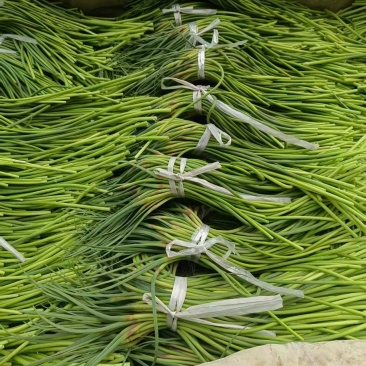 商河蒜薹红帽蒜薹自产自销一手货源量大价优品质保证全国供应