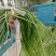 商河蒜薹红帽蒜薹自产自销一手货源量大价优品质保证全国供应