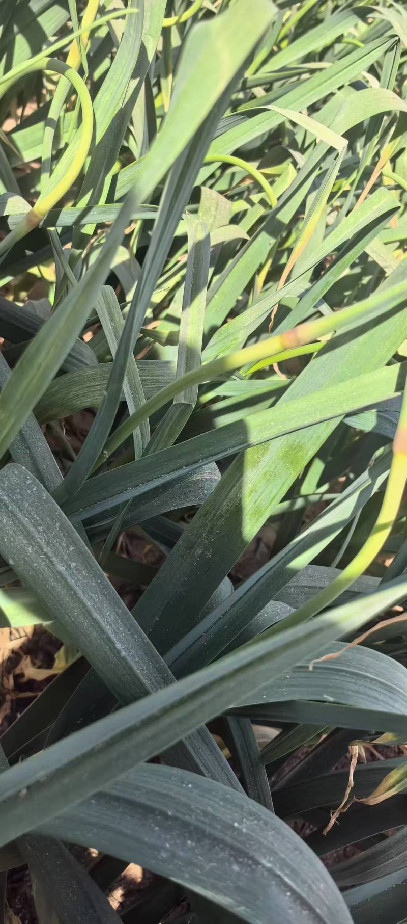 商河蒜薹红帽蒜薹自产自销一手货源量大价优品质保证全国供应