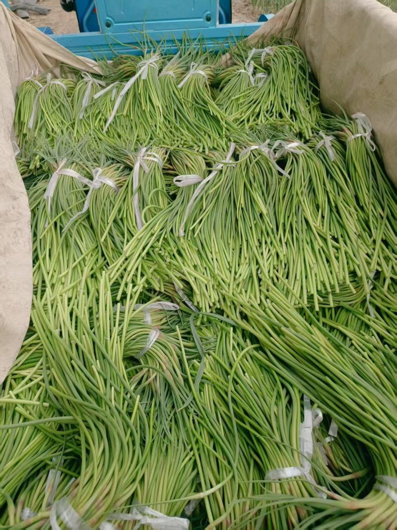 商河蒜薹红帽蒜薹自产自销一手货源量大价优品质保证全国供应