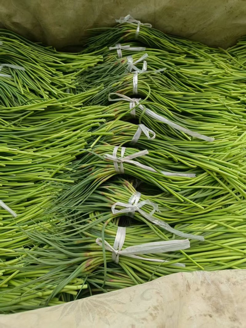 商河蒜薹红帽蒜薹自产自销一手货源量大价优品质保证全国供应