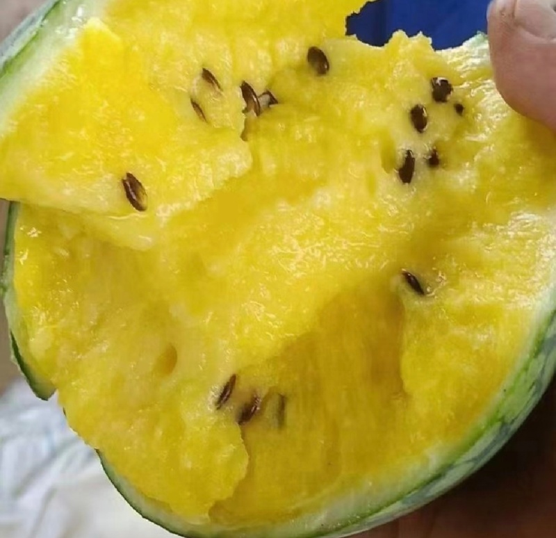热卖特小凤西瓜薄皮黄瓤甘甜货源充足价格实惠致电联