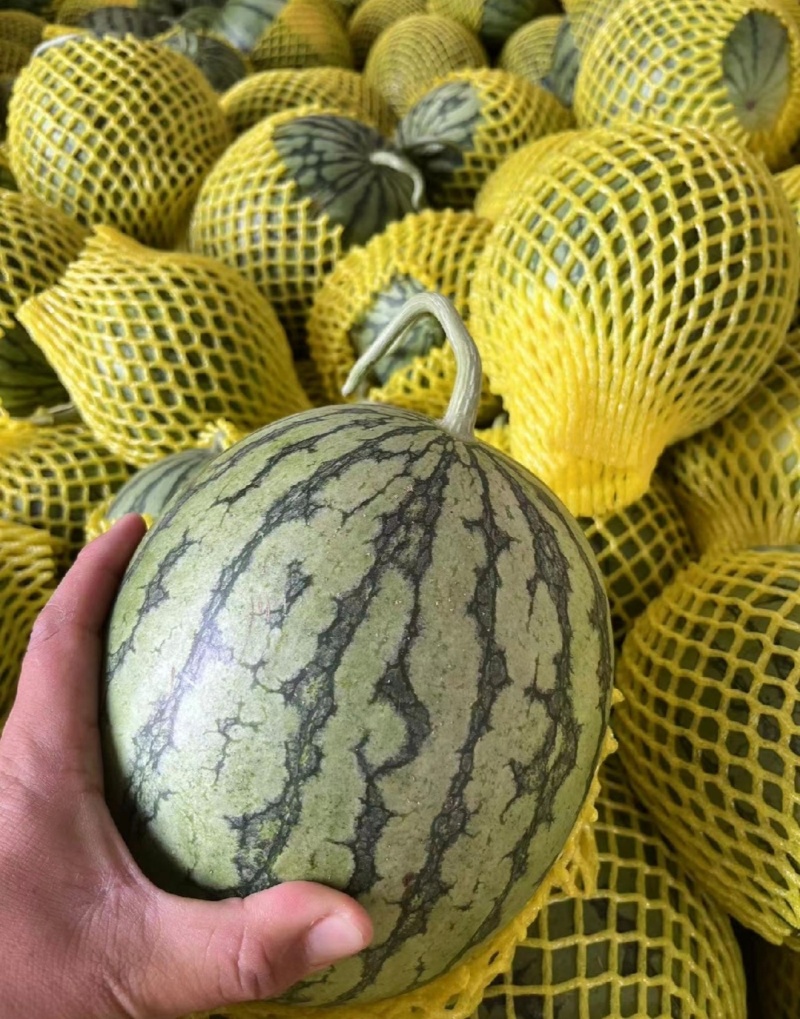热卖特小凤西瓜薄皮黄瓤甘甜货源充足价格实惠致电联