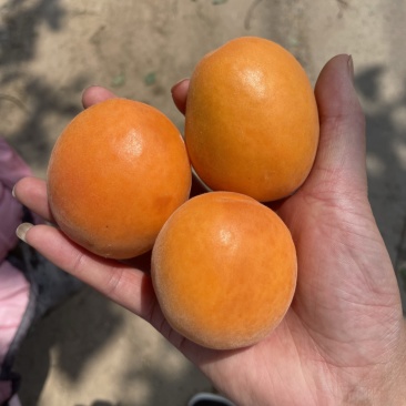 露天金太阳