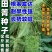 田箐种子涝豆种子改良土壤改善碱道路护坡