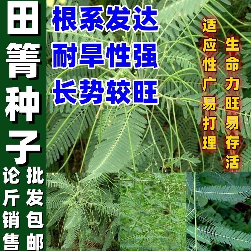 田箐种子涝豆种子改良土壤改善碱道路护坡