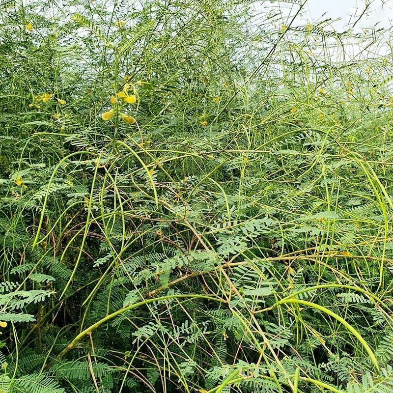 田箐种子涝豆种子改良土壤改善碱道路护坡