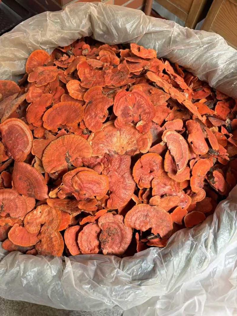 牛樟芝红血栓红菌红栓菌一手货源量大从优全国发货欢迎咨询