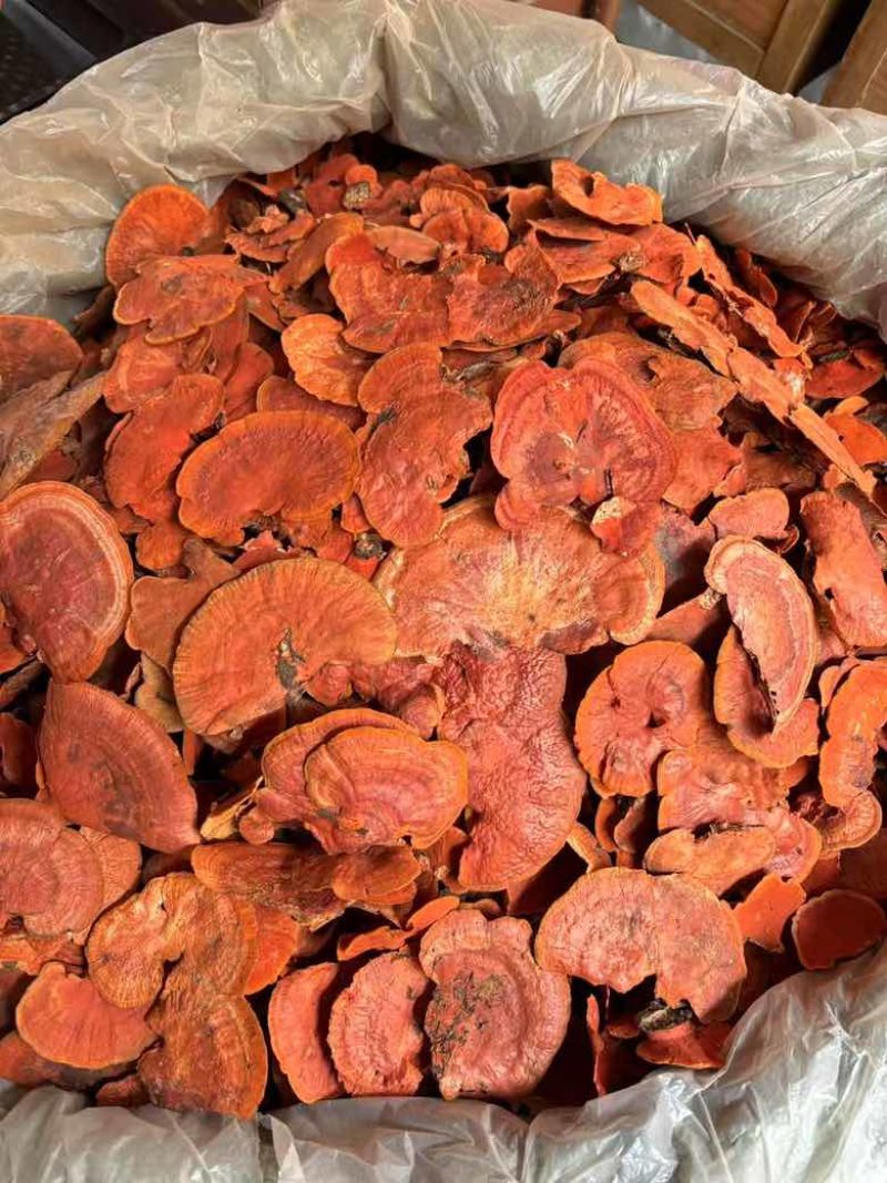 牛樟芝红血栓红菌红栓菌一手货源量大从优全国发货欢迎咨询