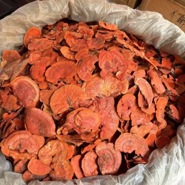 牛樟芝红血栓红菌红栓菌一手货源量大从优全国发货欢迎咨询