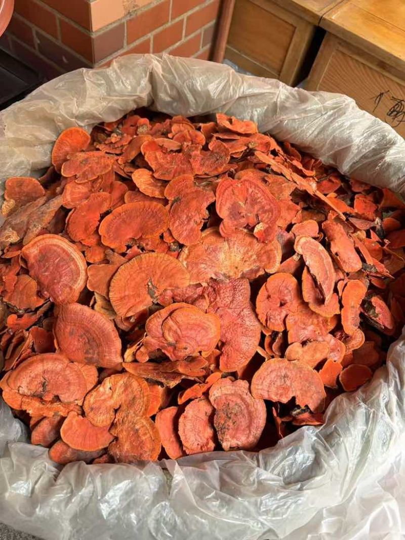 牛樟芝红血栓红菌红栓菌一手货源量大从优全国发货欢迎咨询