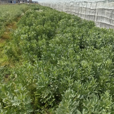 慈溪新鲜蚕豆，每日现摘。健康至上。
