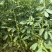 慈溪新鲜蚕豆，每日现摘。健康至上。