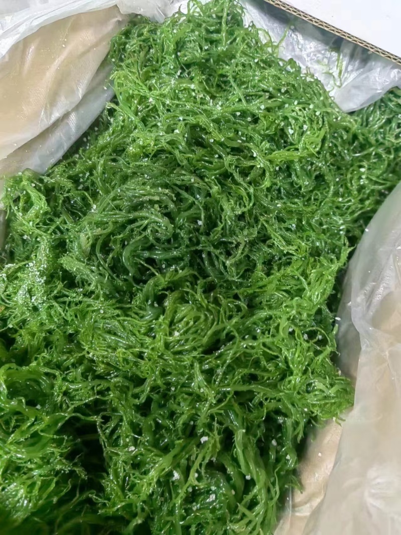 精品龙须菜源头基地量大从优全国可发价格透明