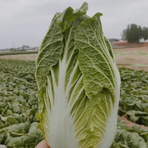 黄心白菜