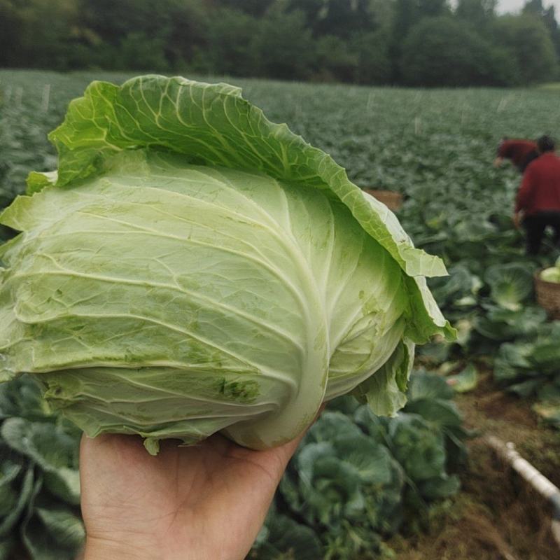 脆皮莲花白7月5日至月底都有***********