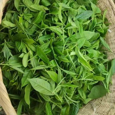 精品普洱散茶源头产地一手货源对接各大商超价格透明