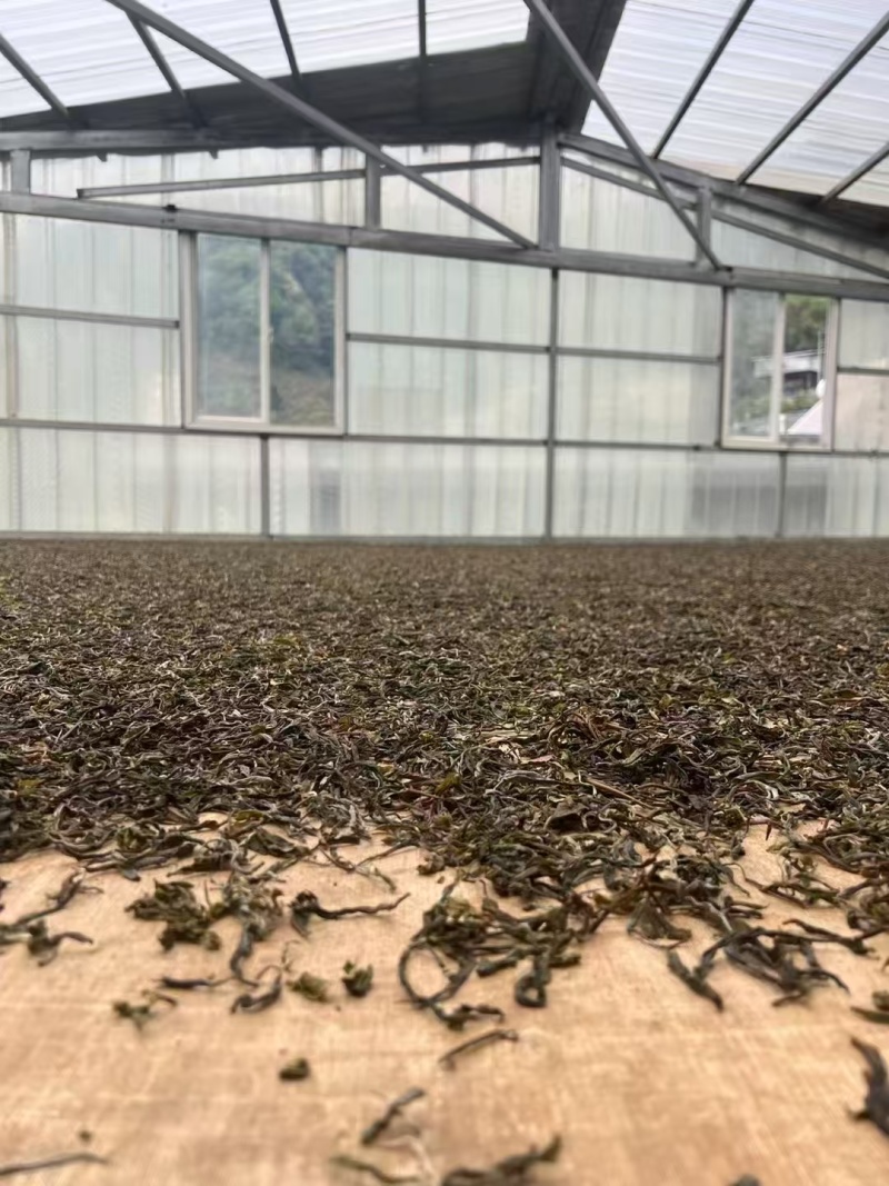 精品普洱散茶源头产地一手货源对接各大商超价格透明