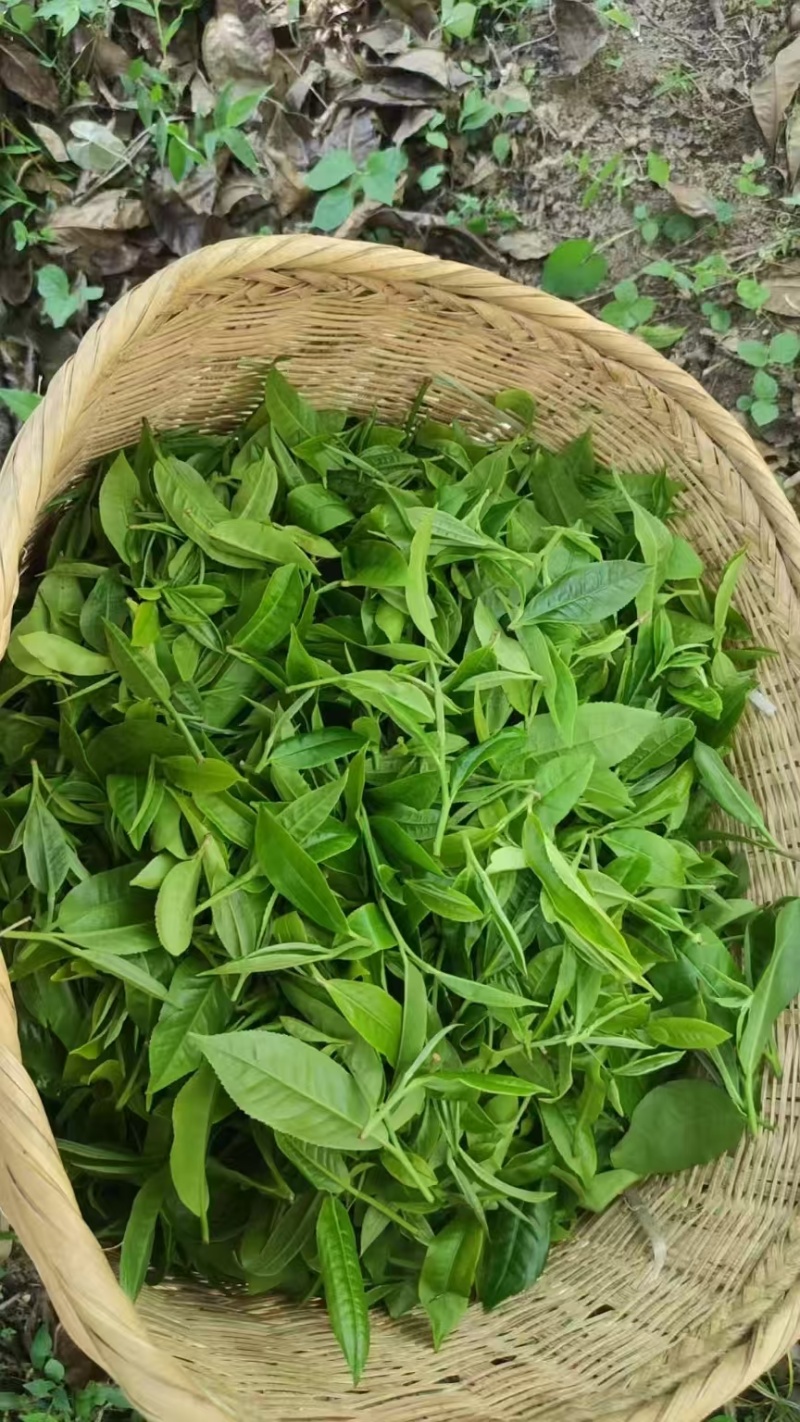 精品普洱散茶源头产地一手货源对接各大商超价格透明