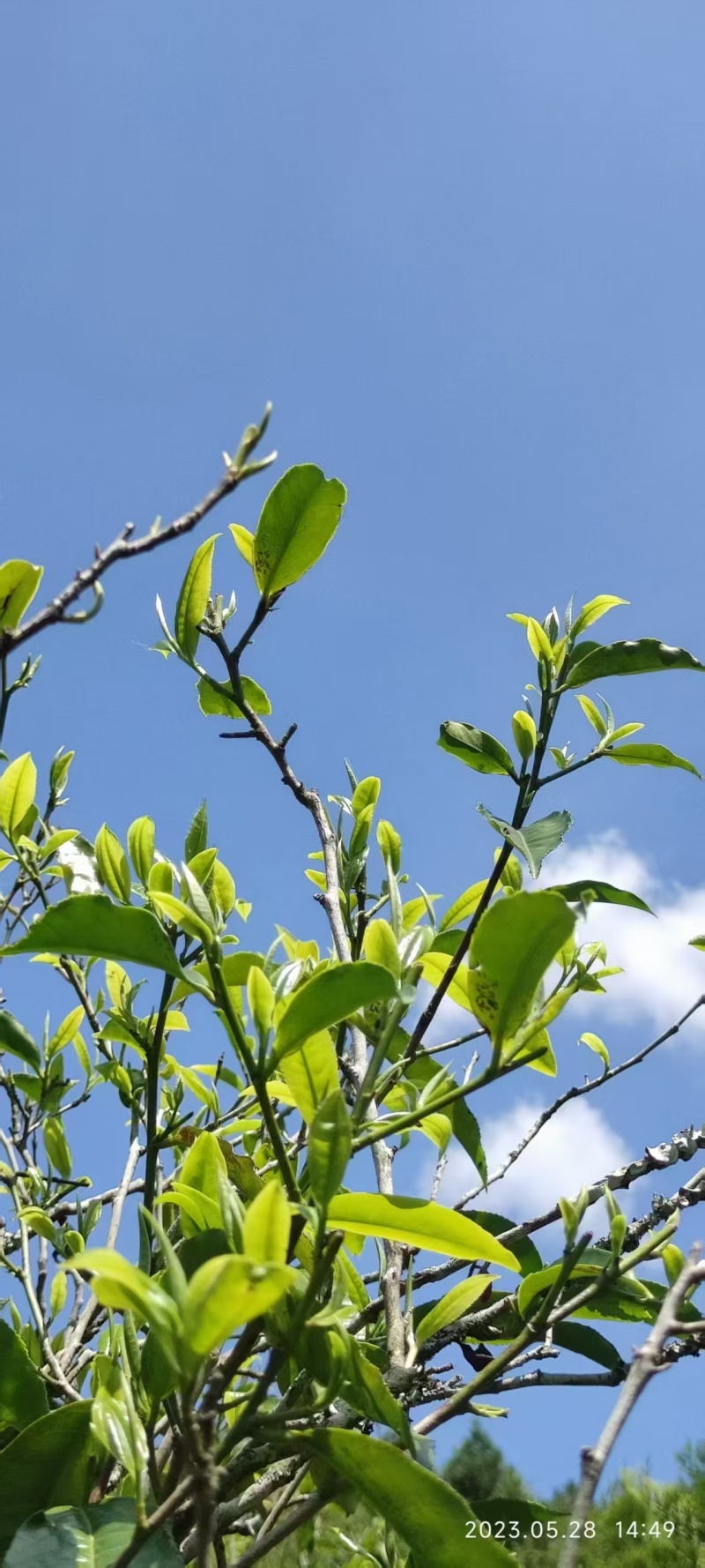 精品普洱散茶源头产地一手货源对接各大商超价格透明