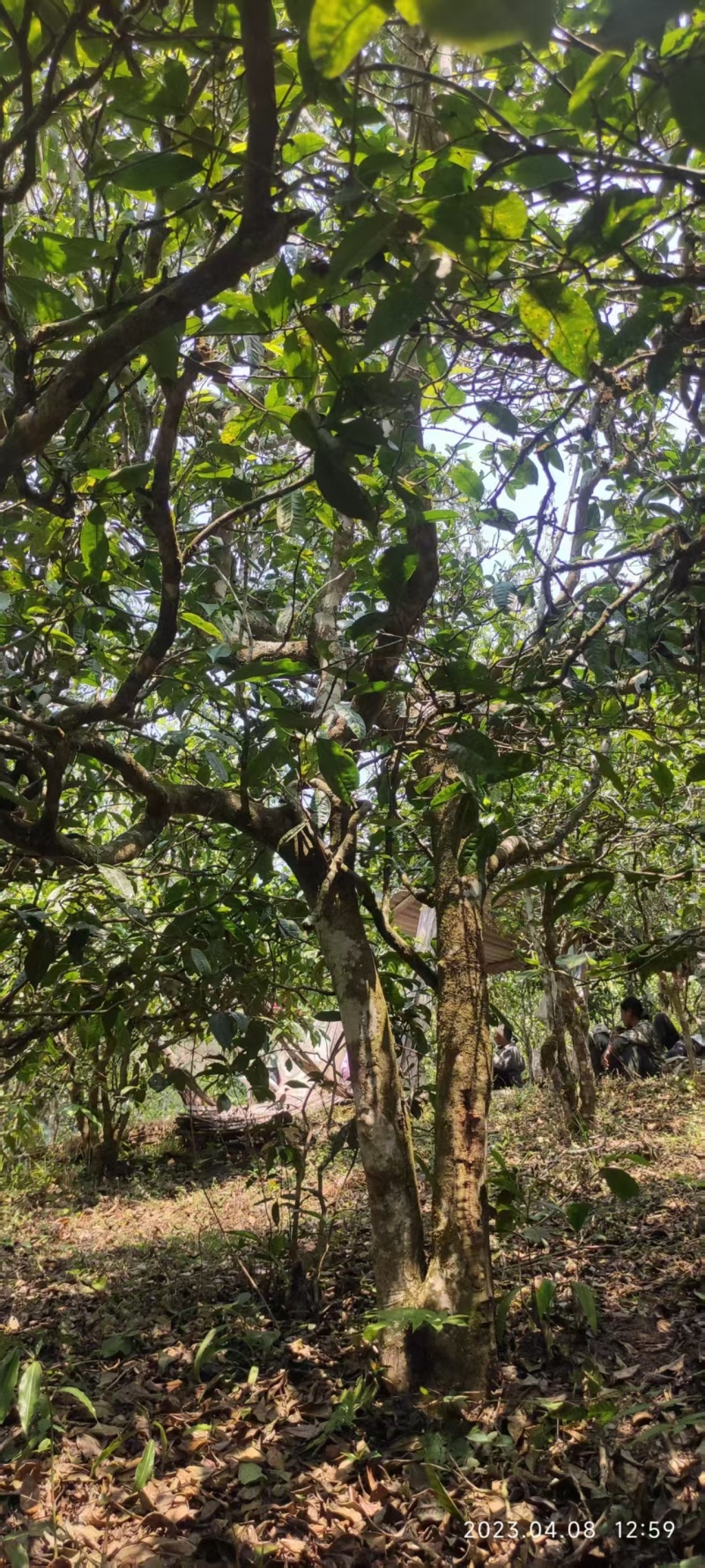精品普洱散茶源头产地一手货源对接各大商超价格透明