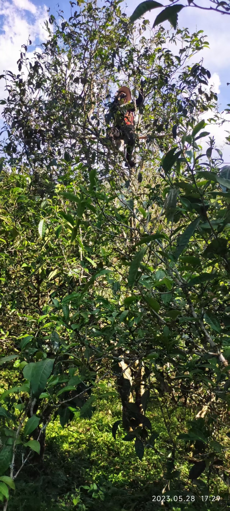 精品普洱散茶源头产地一手货源对接各大商超价格透明