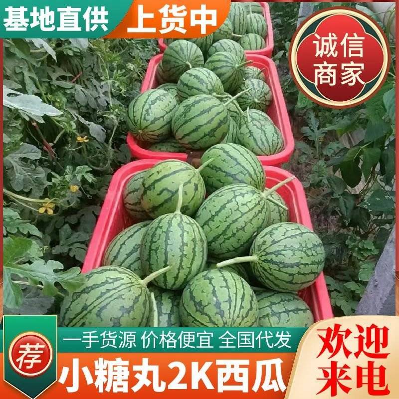 《小糖丸西瓜》2K西瓜/手剥西瓜/牛奶爆瓜/包熟包甜