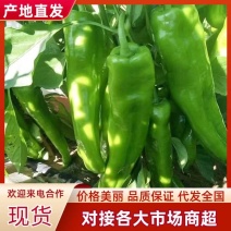 应季新鲜蔬菜现采辣椒正宗微辣螺丝椒皮薄肉厚新鲜青辣椒
