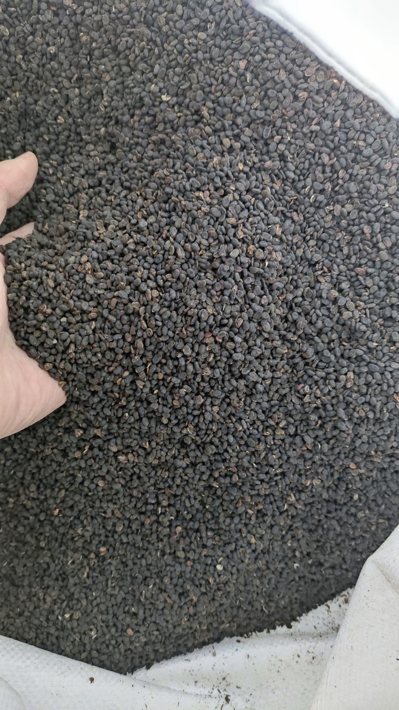 补骨脂黑故子中药材盐炒炙补骨脂无硫天然散装批发