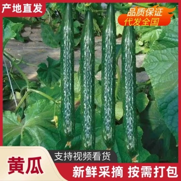 黄瓜应季新鲜带刺黄瓜生吃现摘农家蔬菜批发特价当季黄瓜