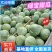 头茬绿宝甜瓜/单县甜瓜/产地现货供应/商超~批发~团购