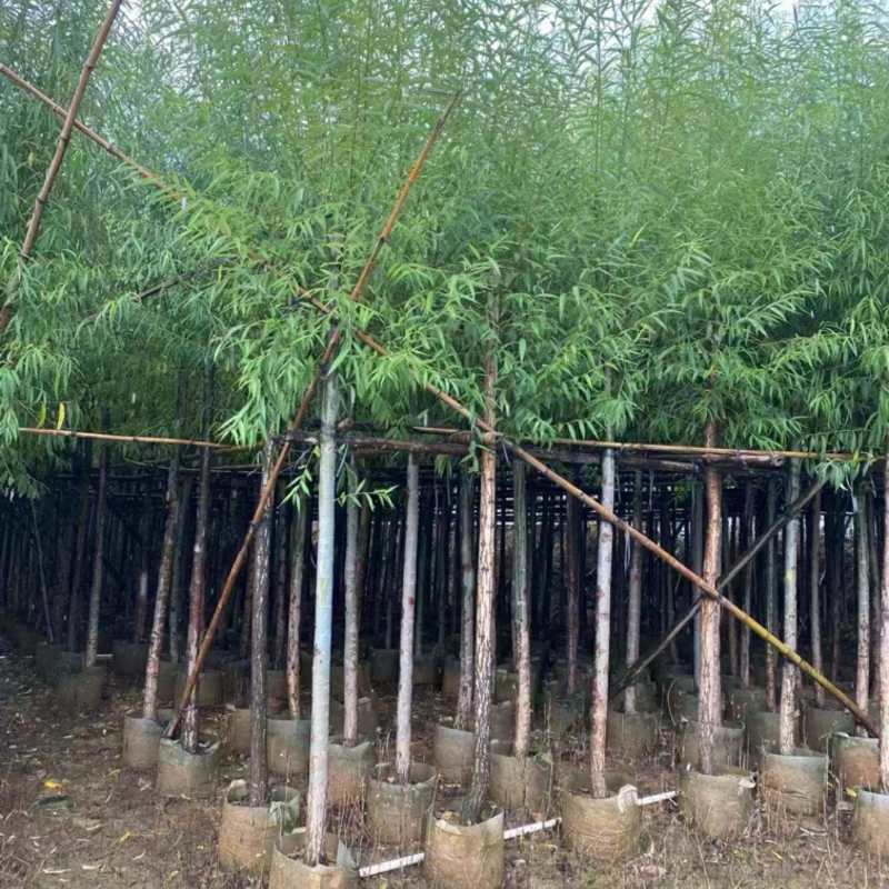 垂柳基地直发各种规格欢迎合作老板前来选购洽谈