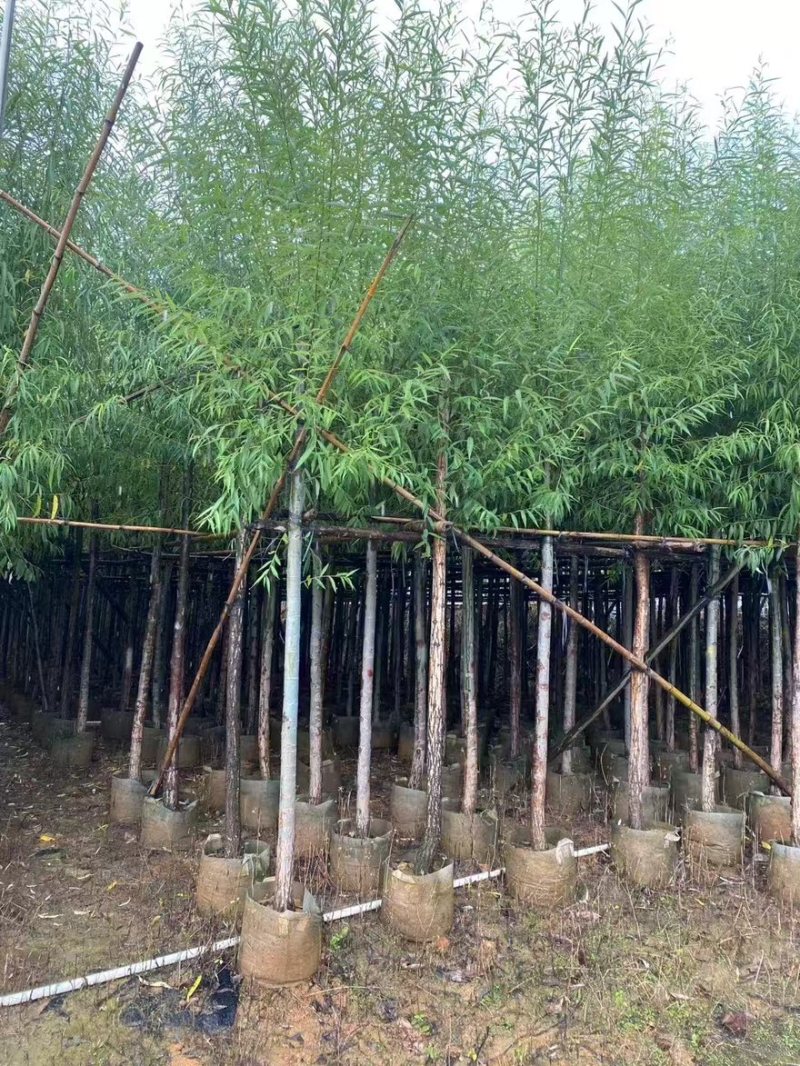 垂柳基地直发各种规格欢迎合作老板前来选购洽谈
