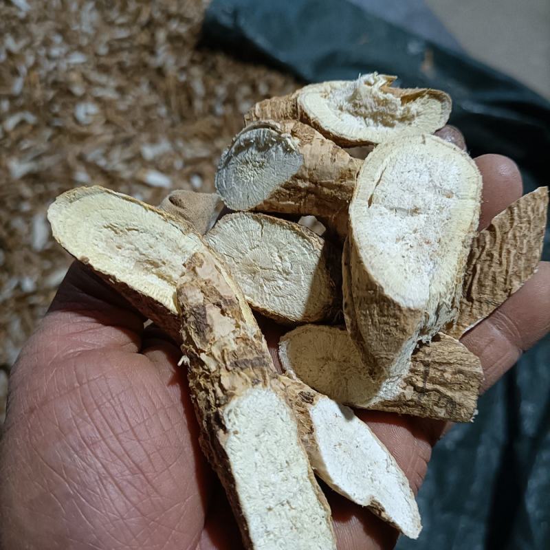 广东河源牛大力货源充足产地直发欢迎电话联系
