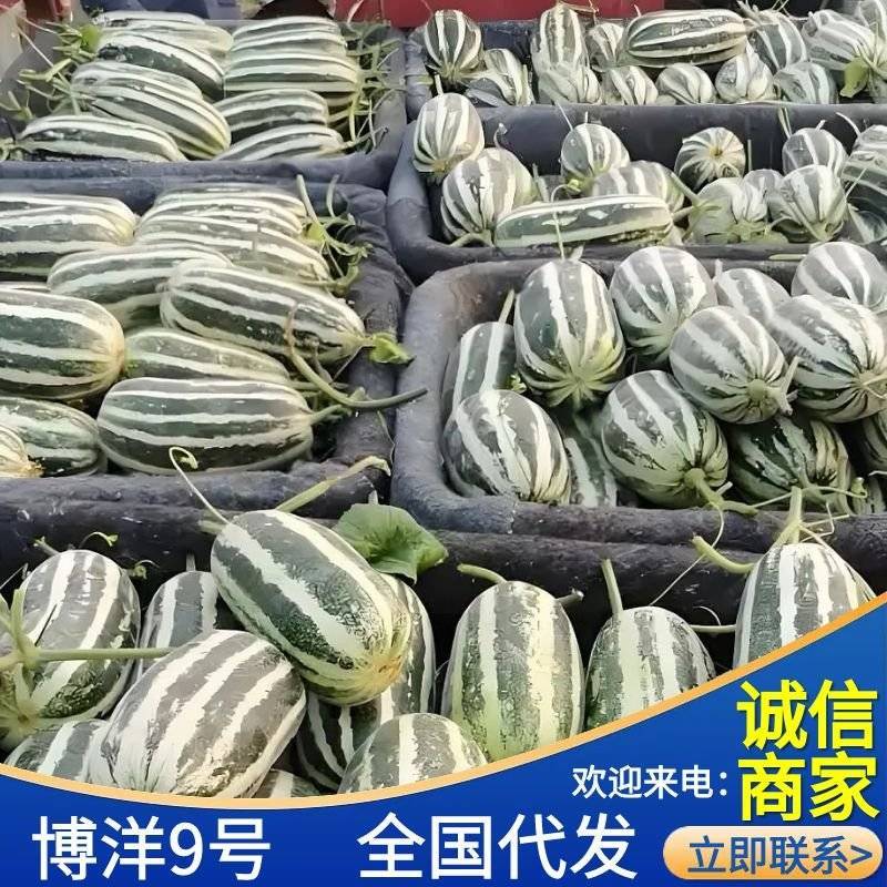 《博洋9号》单县基地/现摘现发/博洋系列甜瓜/全国发货