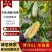 《博洋61》羊角蜜甜瓜/基地现摘/博洋系列甜瓜/全国发货