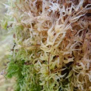 水苔.湖南纯野生水苔，兰花专用.海草花一手货源产地直供