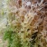 水苔.湖南纯野生水苔，兰花专用.海草花一手货源产地直供