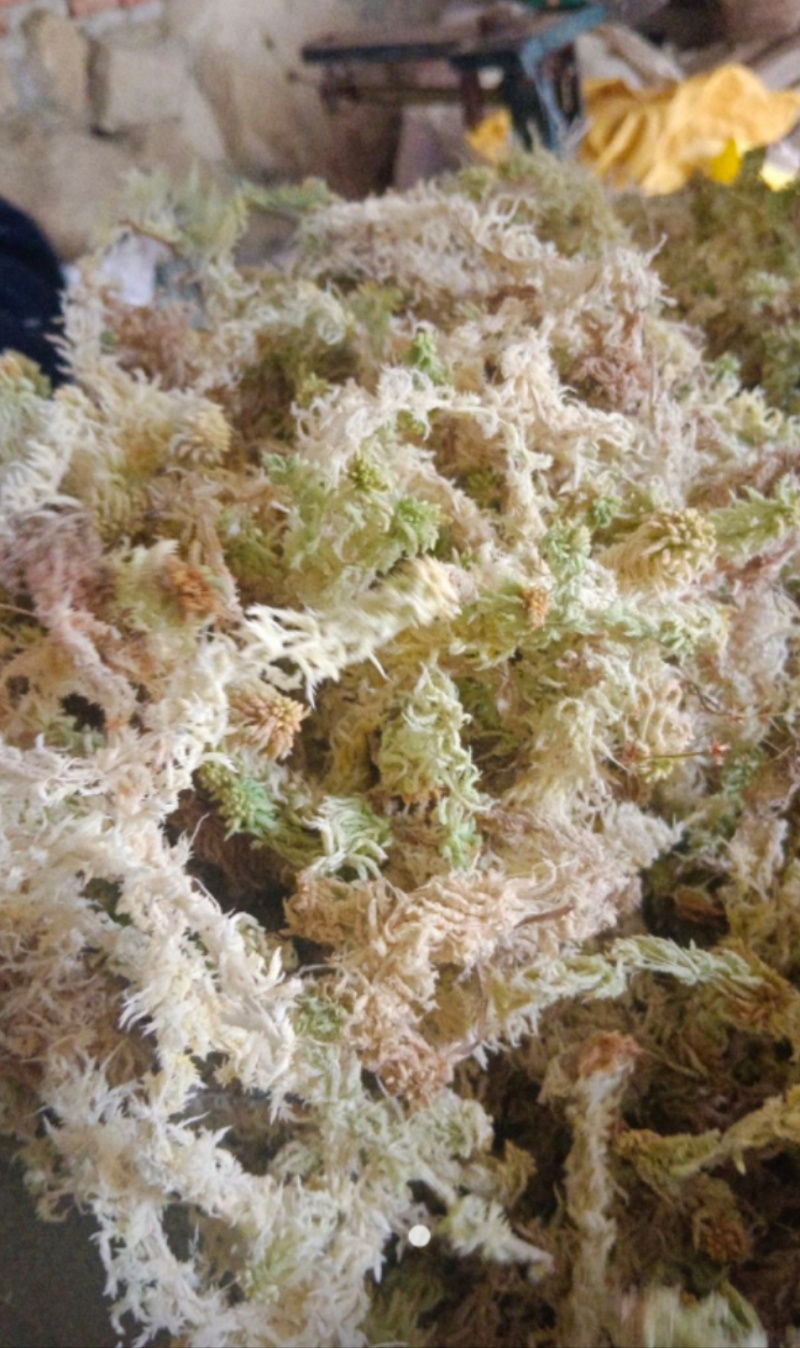 水苔.湖南纯野生水苔，兰花专用.海草花一手货源产地直供
