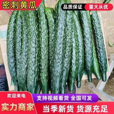 精品蜜刺黄瓜，青嚷青肉，清脆可口，稳定货源