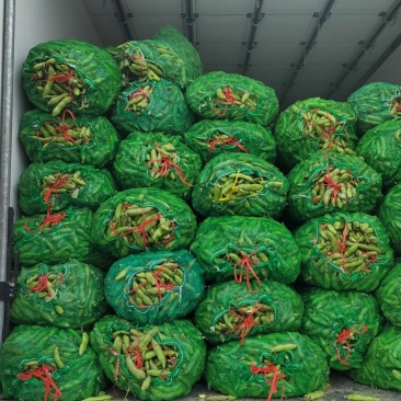 南通本地蚕豆上市，量大从优，需要请于我联系。
