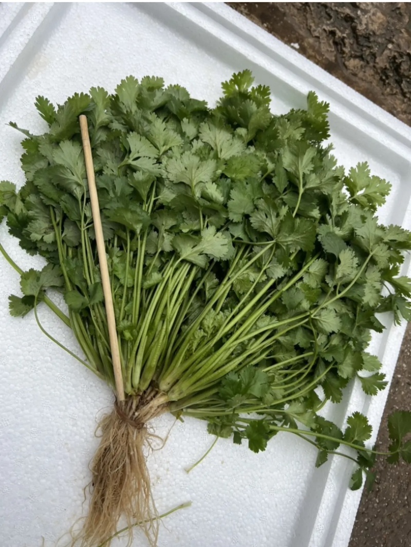 云南精品香菜，黑土红土都有代收