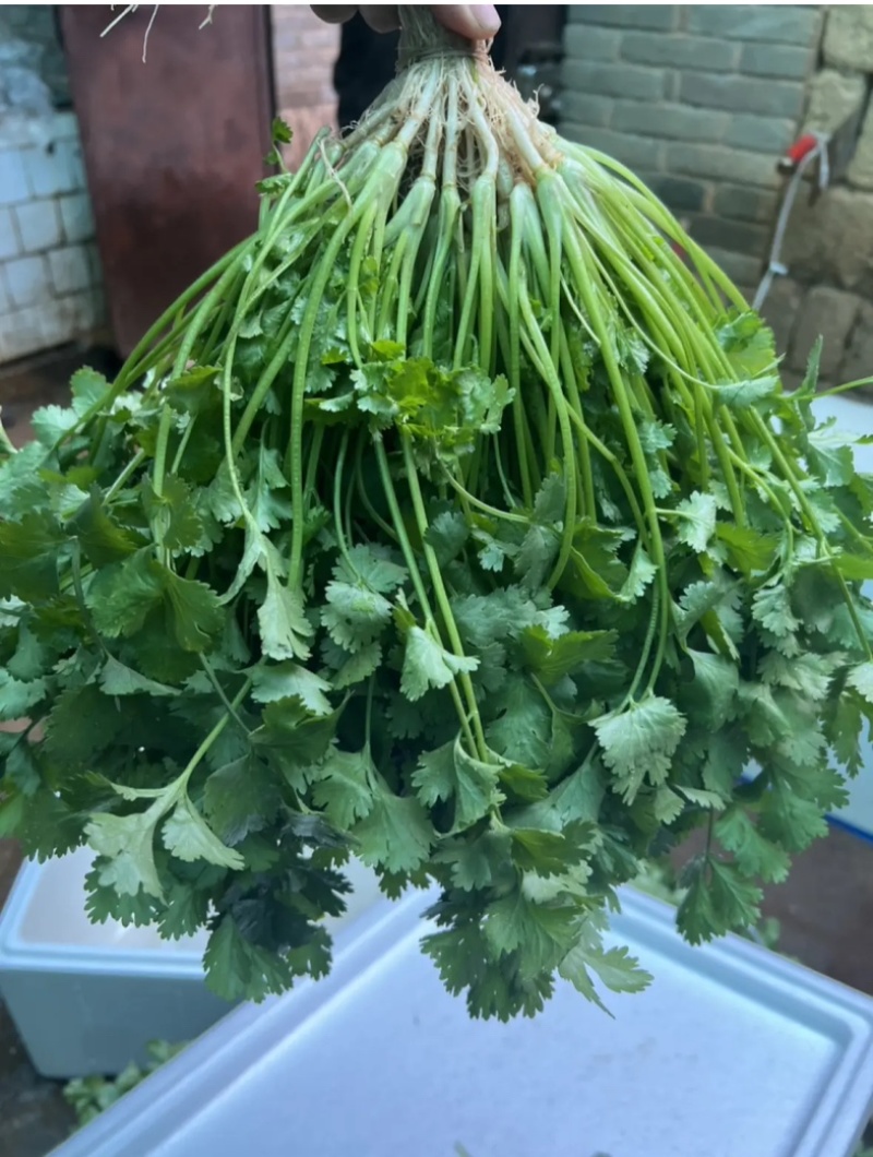云南精品香菜，黑土红土都有代收