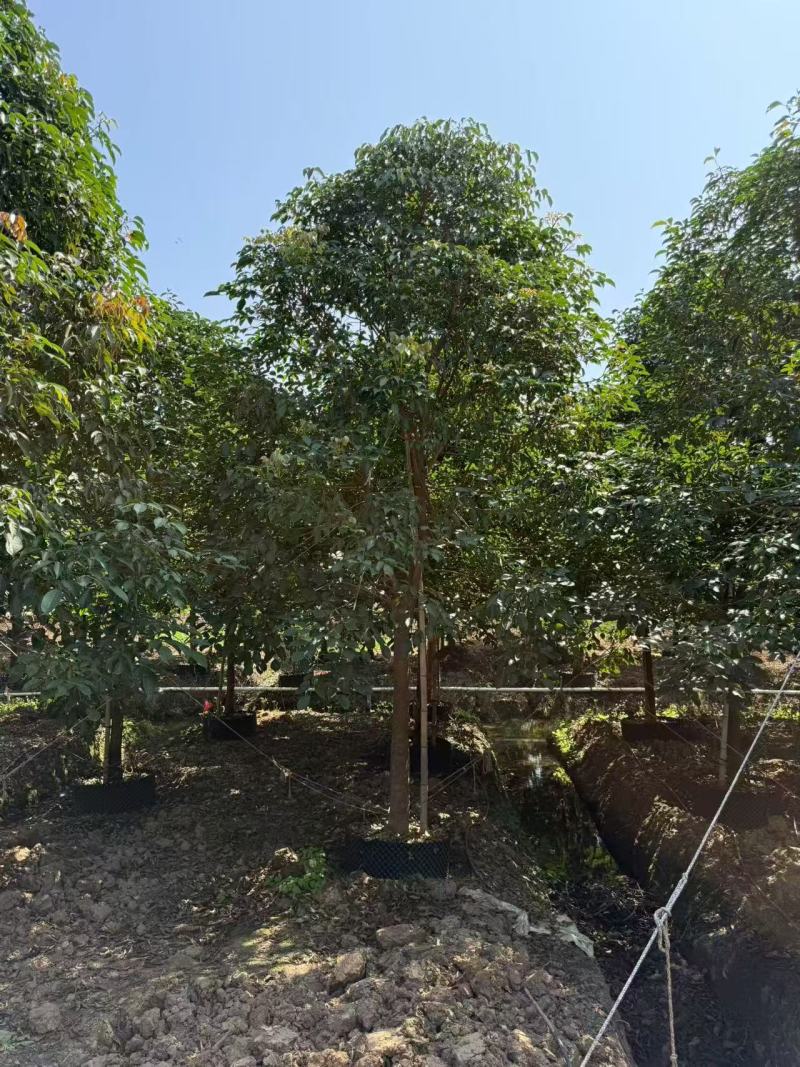 精品秋枫全冠秋风货源充足量大从优规格齐全欢迎咨询
