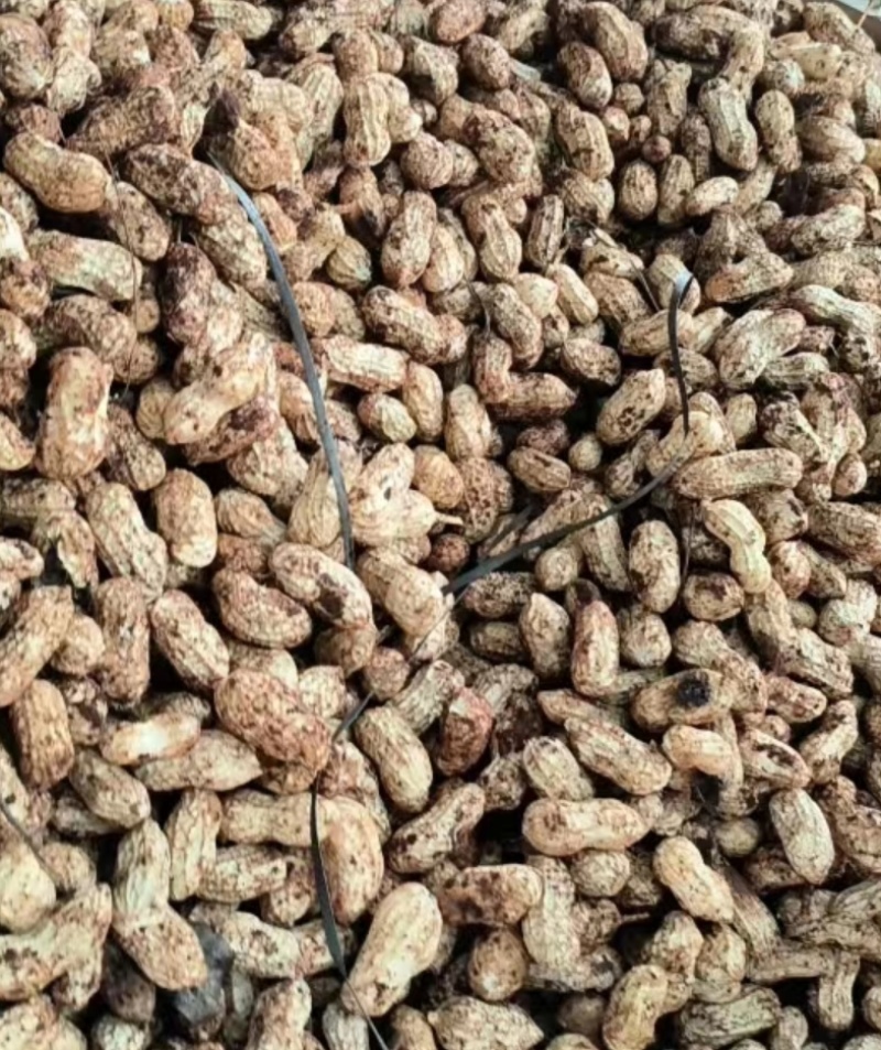 精品白花生大量供应产地直发一手货源量大从优