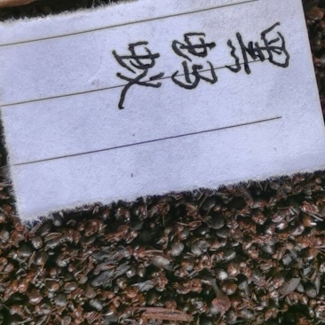 黑蚂蚁