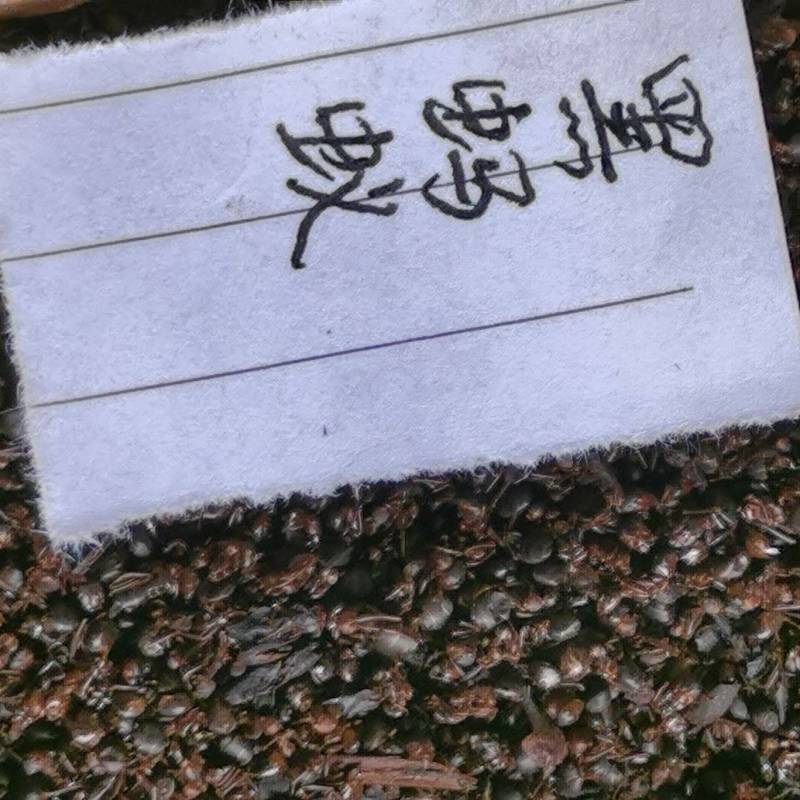 黑蚂蚁