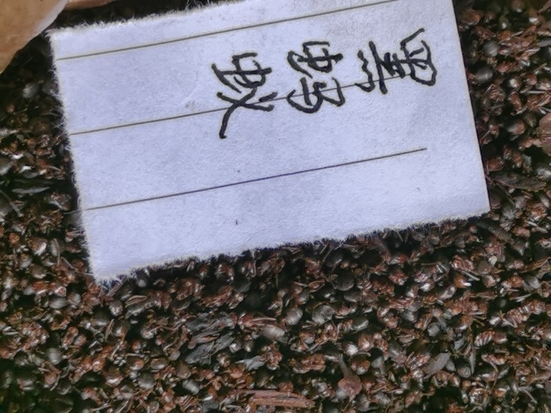 黑蚂蚁